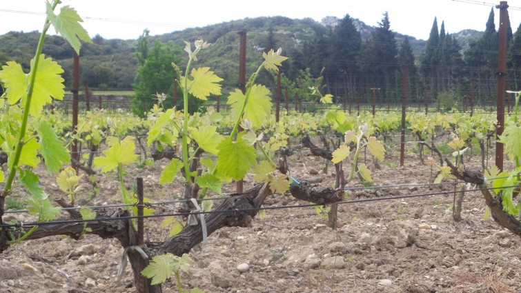segries vineyard02