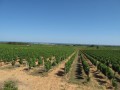 pomerols vineyard01