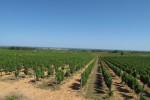pomerols vineyard01