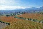 barone cornacchia vineyard02