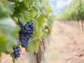 bavencoff grapes