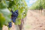 bavencoff grapes