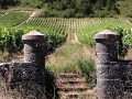 bavencoff vineyard