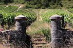 bavencoff vineyard