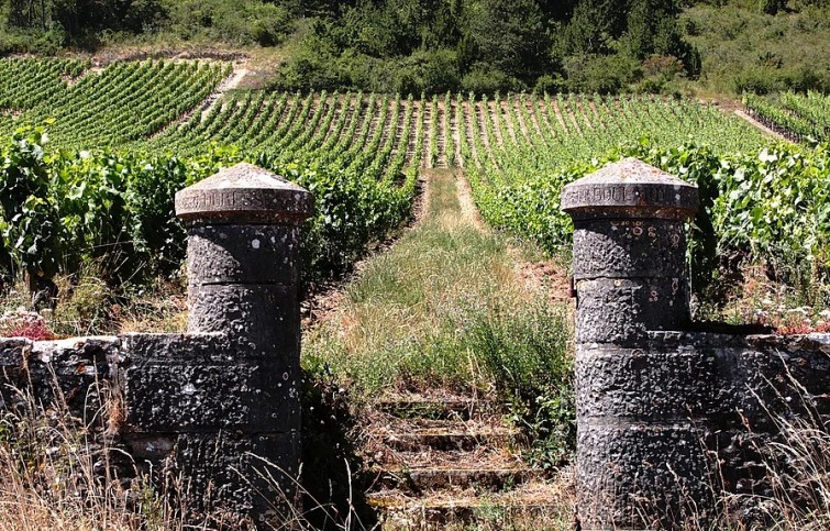 bavencoff vineyard