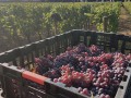 salvaterra crate vineyard