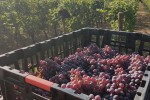 salvaterra crate vineyard