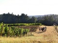 fullerton vineyard 002