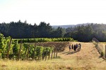 fullerton vineyard 002