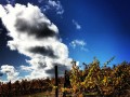 fullerton vineyard 04