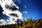 fullerton vineyard 04
