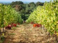 zerba harvest vineyard