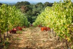zerba harvest vineyard