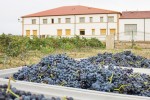vinsacro grapes