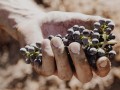 grapes