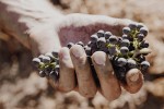 grapes