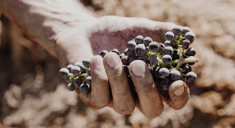 grapes