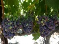 grenache