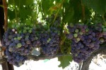 grenache