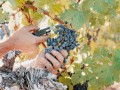 vines