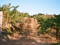 vineyard
