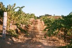 vineyard