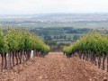 burgo vineyard01