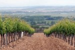 burgo vineyard01