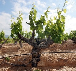 burgo vineyard03