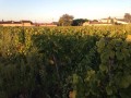 gravas vineyards
