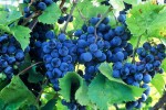 blue summer grapes