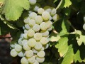 sauvignon grape