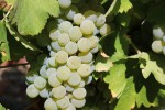 sauvignon grape