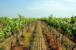 spring vineyard02