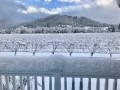 vineyards snow