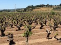 zanon old vine zin vineyards