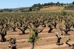 zanon old vine zin vineyards
