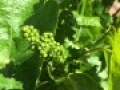 zanon spring grapes