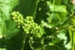 zanon spring grapes