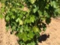 zanon spring vines