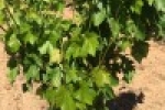 zanon spring vines