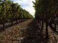zanon vineyards