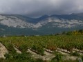 amaren vineyards02