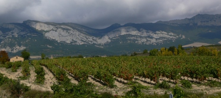 amaren vineyards02