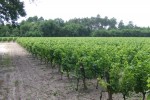 arnauton vineyards02