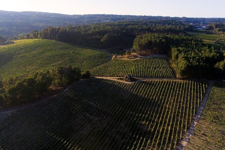 Taboadella vineyards aerial view