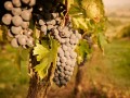 bindella grapes