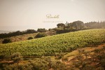bindella vineyard01