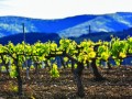 crus faugeres vineyard01