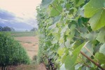 holocene vineyards 04